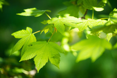 Close-up of green leaves