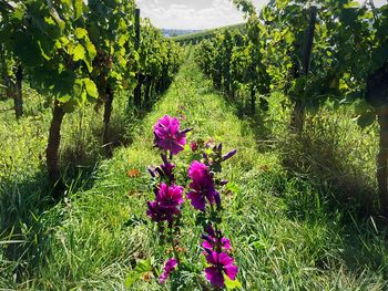 Purple flowers growing in field