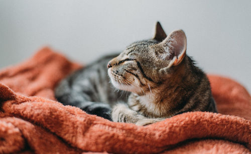 Close-up of cat sitting on blanket