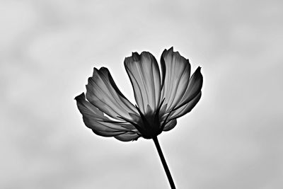 Low angle view of flowering plant against sky