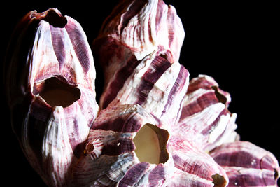 Close-up of barnacle shell against black background