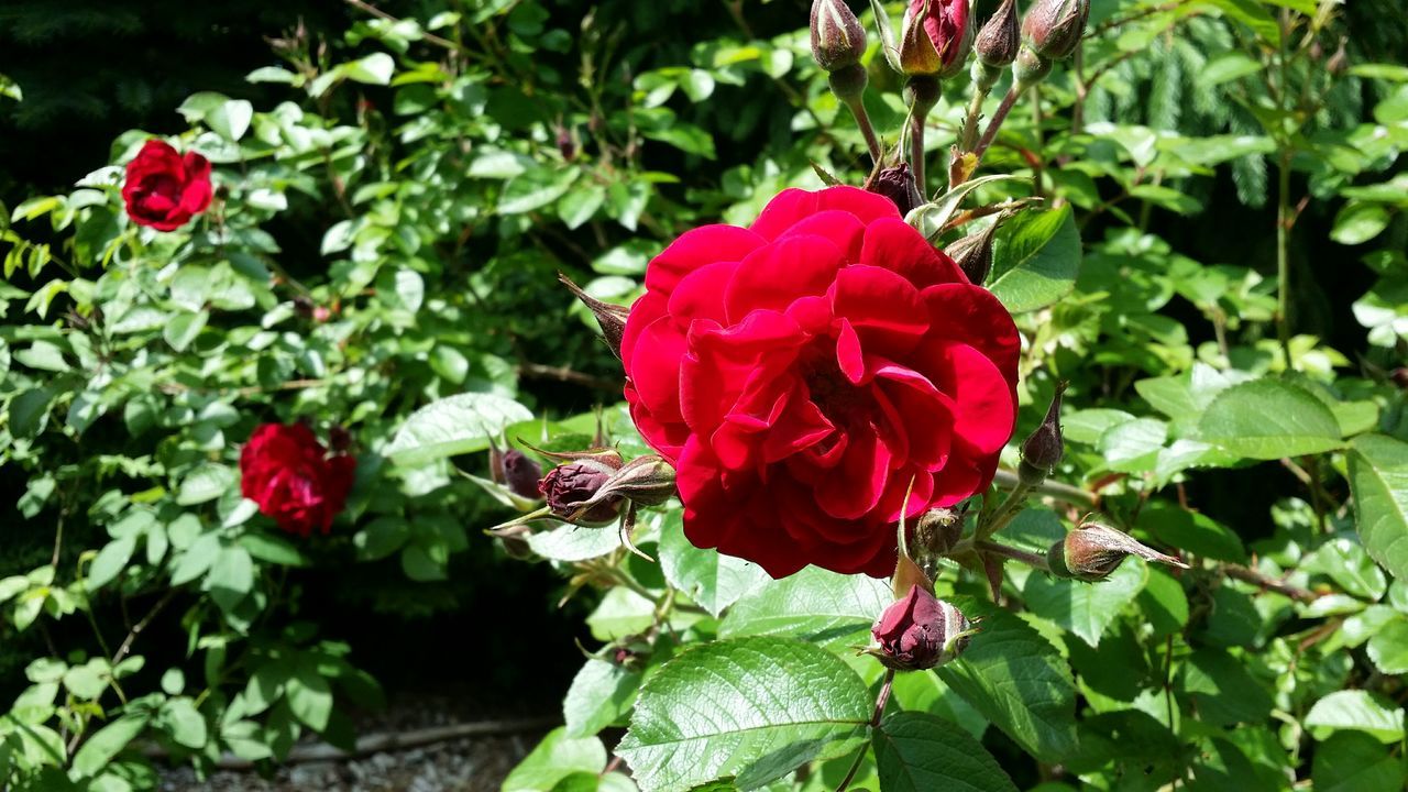 flower, freshness, growth, leaf, petal, fragility, red, plant, beauty in nature, flower head, nature, green color, blooming, close-up, rose - flower, pink color, focus on foreground, in bloom, day, botany