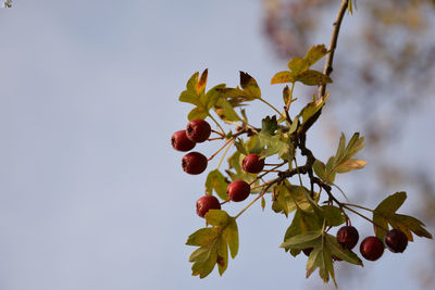 Low angle view of berries growing on tree against sky