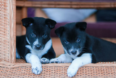 Portrait of black puppy