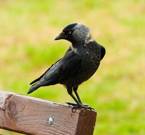 Close-up of bird perching on wooden post