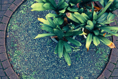 High angle view of plant growing on tree trunk