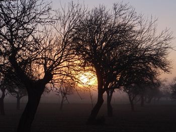 Silhouette trees against sky during sunset