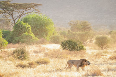 Lioness running on field