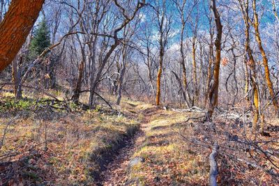 Bare trees in forest