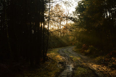 Dirt road amidst trees in forest