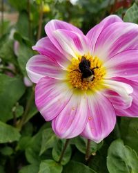 Close-up of pink flower