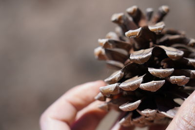 Close-up of hand holding leaf