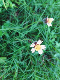 High angle view of insect on flower blooming on field