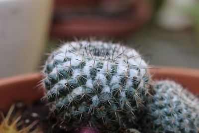 Close-up of cactus