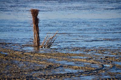 Wooden posts on beach