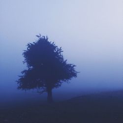 tree