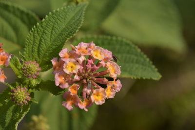 Close-up of pink flowering plant