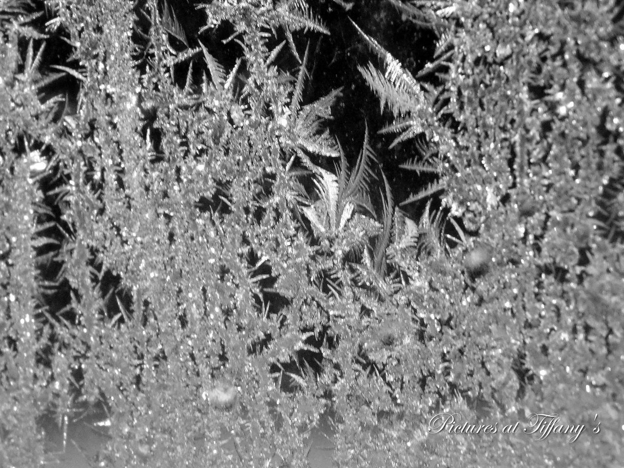 FULL FRAME SHOT OF PLANTS IN PARK