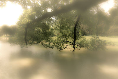 Tree by lake in forest