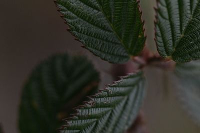 Close-up of plant growing outdoors