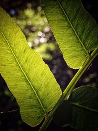 Close-up of leaves