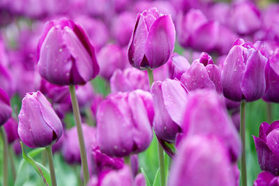 Close-up of pink tulip flowers