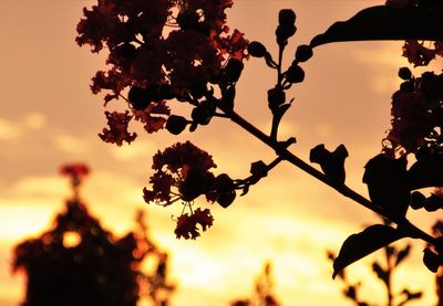 Silhouette of flowering plant against sky during sunset