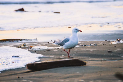 Seagull perching on a beach