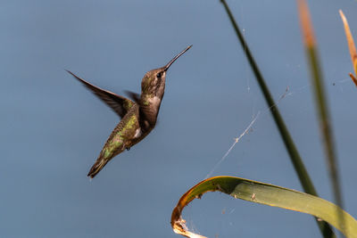 Low angle view of hummingbird flying