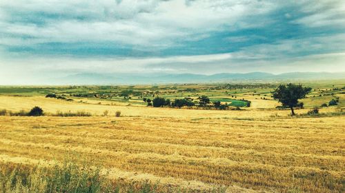 Scenic view of agricultural field against sky