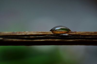 Close-up of water drop on leaf