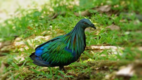 Close-up of a peacock