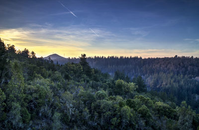 Scenic view of forest against sky at sunset