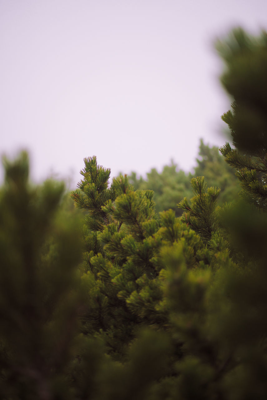 LOW ANGLE VIEW OF TREES AGAINST CLEAR SKY