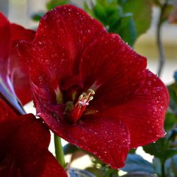 Close-up of red flower