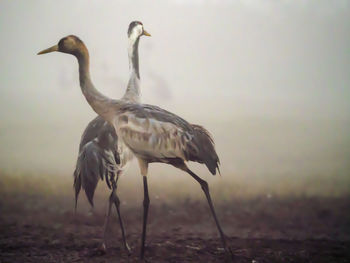 View of a bird on beach