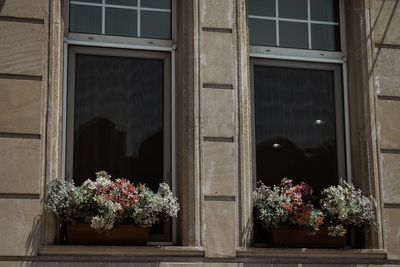 Potted plants on window of building