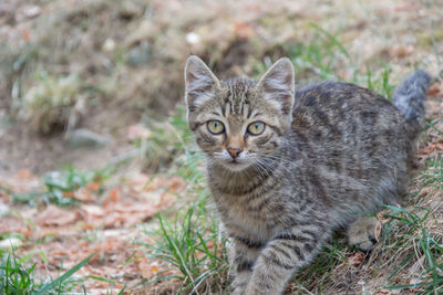 Portrait of tabby cat on field