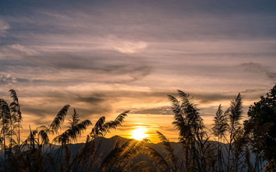 Silhouette trees against sky during sunset