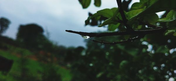 Close-up of wet plant leaves during rainy season