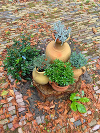 High angle view of potted plant leaves in yard