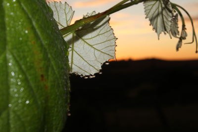 Close-up of plant