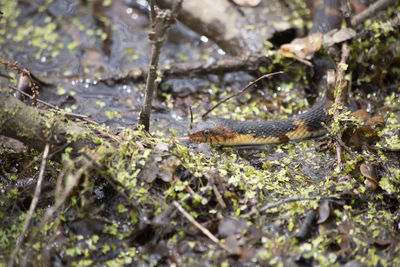 View of a reptile in the forest