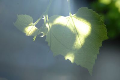 Close-up of plant leaves