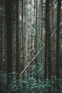 View of bamboo trees in forest
