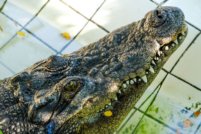 High angle view of crocodile in water