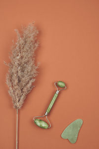 High angle view of plant on table against wall