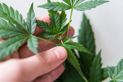 Close-up of hand holding plant leaves