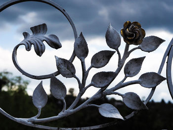 Close-up of plant against sky