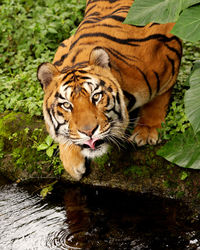 Close-up of tiger by water